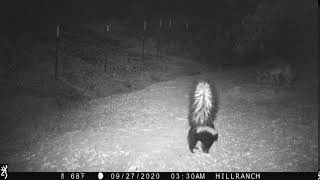 Skunk Chasing off Coyote (3)