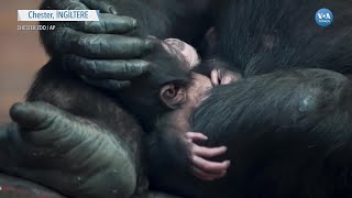 Chester Hayvanat Bahçesi’nin Yeni Üyesi: Bebek Şempanze| VOA Türkçe