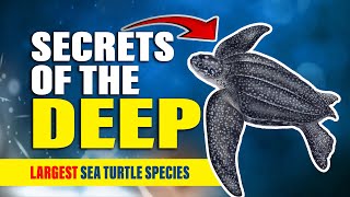 Unveiling the Mysteries of Giant Leatherback Turtles #turtle