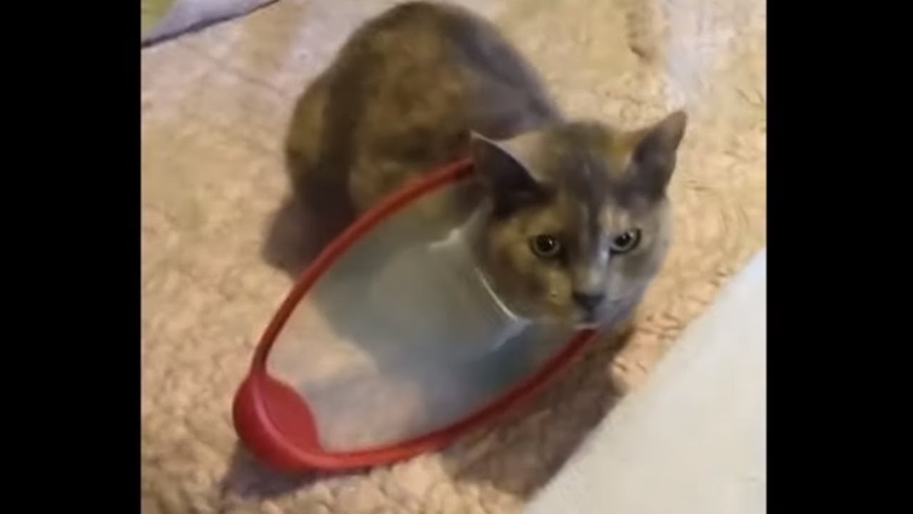 funny cats sleeping in weird positions compilation 2014 funnyplox Greedy cat gets head stuck in food container lid