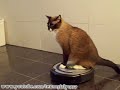 Cleaning Cat uses iRobot Roomba 560 Robotic Vacuum Cleaner.