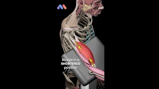 📢 Does Shoulder Position Affect Biceps Growth? 🤔💪