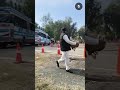 Extreme Bus Driving Test in Heavy Traffic 
