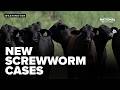 New World Screwworm cases climb to nine in U.S.