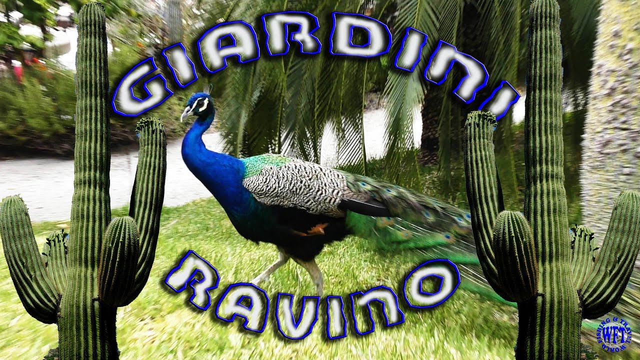 The island of Ischia  Giardini  Ravino