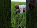 পরিশ্রমী কৃষক 🌾🌾 #shorts #video #viral #funny #amazing #youtubeshorts