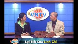 Dược Thảo - Lợi Ích Của Nấm Linh Chi Vntv