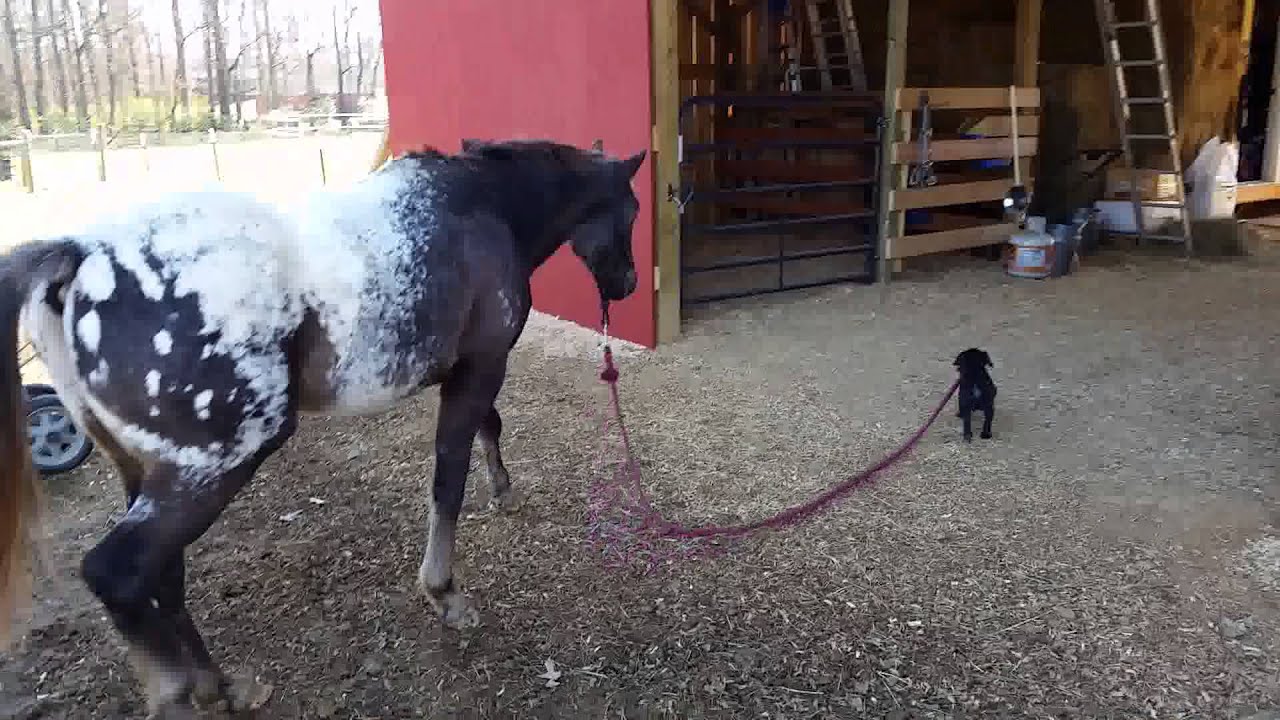 Dog leads horse to barn YouTube
