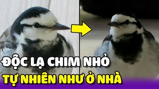 Chú chim nhỏ độc lạ đến ở tự nhiên như nhà của mình 😂 | Yêu Lu Official