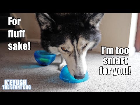 genius-husky-outsmarts-his-human!-k'eyush-rescues-his-lunch!