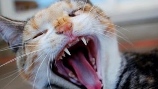 Cats are Assholes.