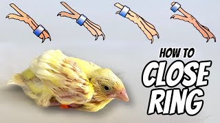How to CLOSE RING a Baby Bird