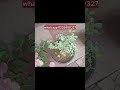 sacura bellaka bougainvillea plantin 290+cc mathram. #plants #6235800327