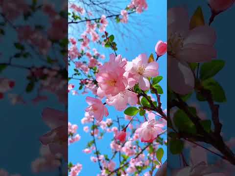 ROZAVIN Коли весна рожева прилетить Official Audio