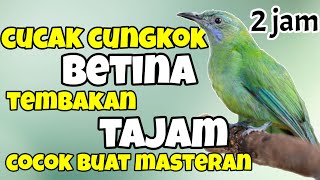 MASTERAN CUCAK CUNGKOK BETINA SUARA JERNIH BESETAN TAJAM