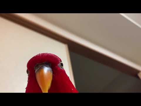 Red birb \