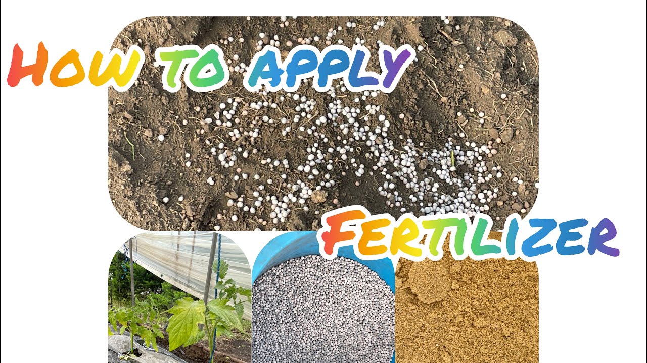 How to apply Fertilizer How to plant a Garden through plastic 