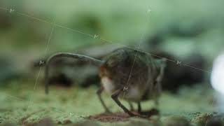 Tiny wild shrew standing on mossy forest floor