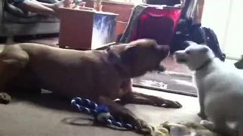 Brady Meets Dexter