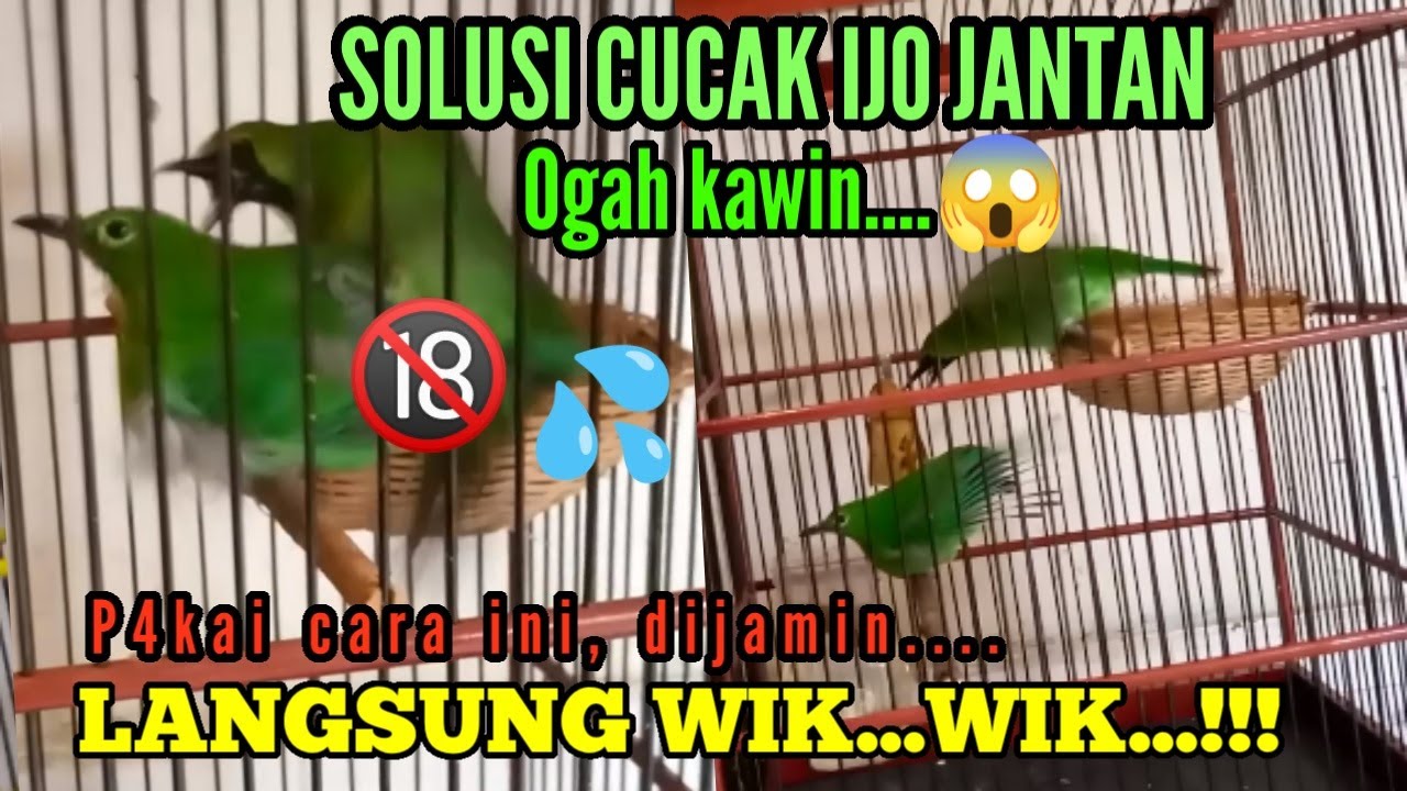 PENYEBAB & SOLUSI CUCAK IJO JANTAN tidak mau kawin...|| Ternak cucak