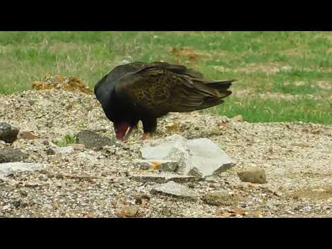 camera iphone 8 plus apk Vulture getting some grub