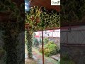 The Calm Cottages, Nathuakhan near Mukteshwar in Uttarakhand 9560736761www.thecalmcottages.com