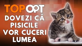 Dovezi ca pisicile vor cuceri lumea