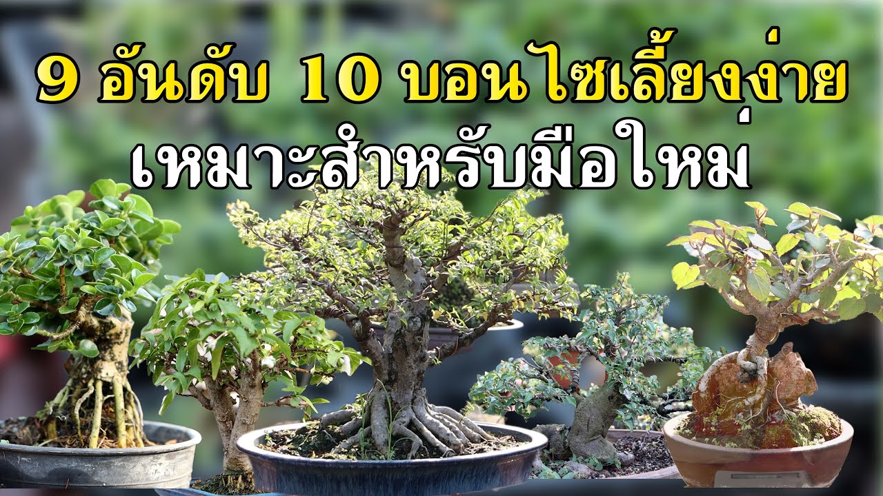 Bonsai Station [บอนไซมือใหม่ป้ายแดง] EP.61 9 อันดับ 10 บอนไซน่าเลี้ยง สำหรับมือใหม่