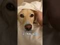 台風が怖すぎて愛犬が赤ちゃんになりました #雑種犬 #甘えん坊 #れおなな