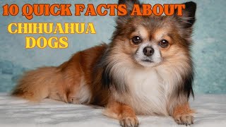 10 QUICK FACTS ABOUT CHIHUAHUA DOGS!