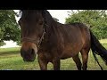 Видео для детей - Животные для детей - Лошади - Детские песни