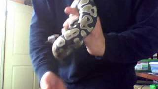 a closer look at my axanthic ball python