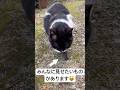 みんなに紹介しますにゃ😸♫#shorts #cats #猫 #野良猫