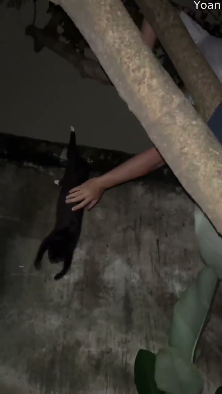 Dangling Cat Rescued From Tree || ViralHog