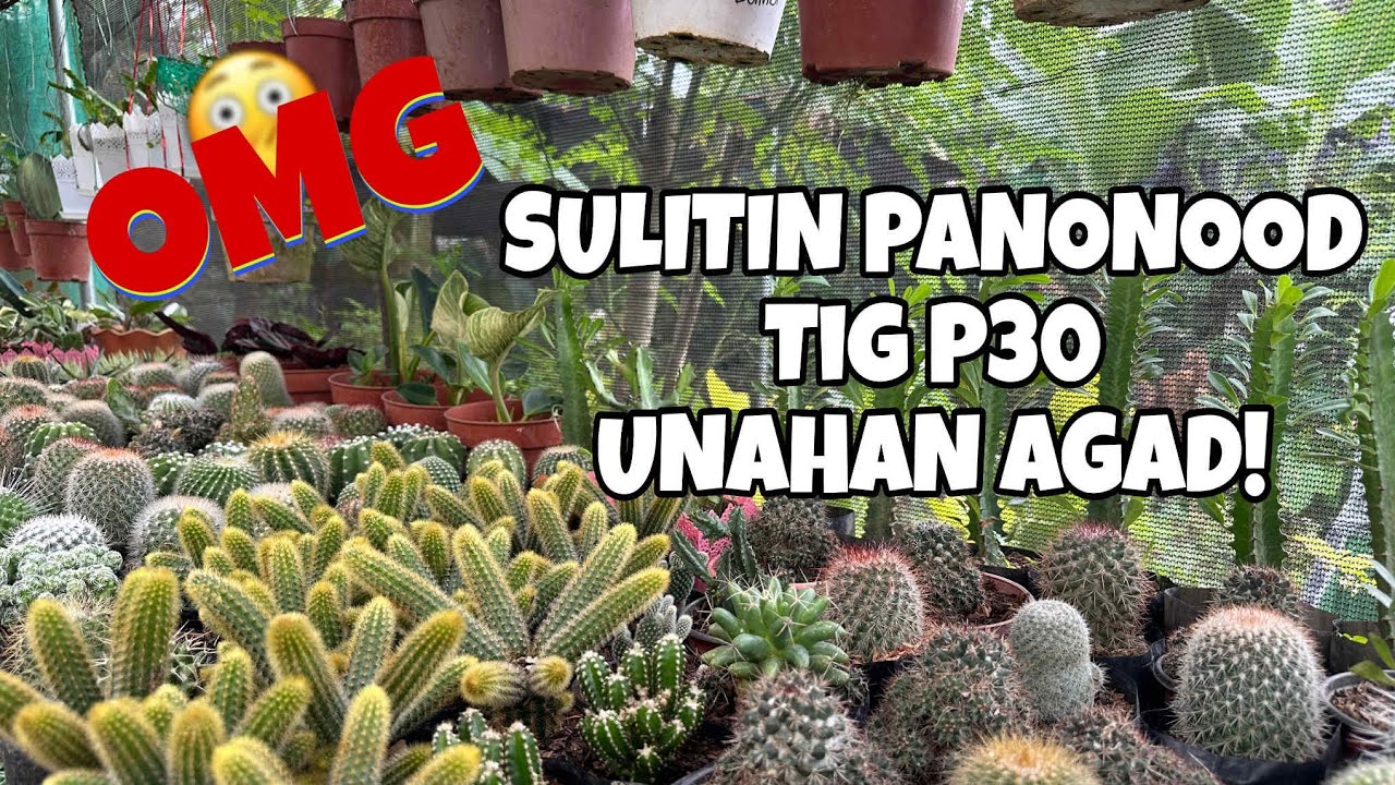 SWERTE MAUNA DAMI TIG P30! 