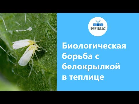 Биологическая борьба с белокрылкой