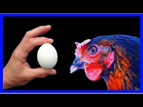 Vidéo: Comment Farcir Les œufs De Poule