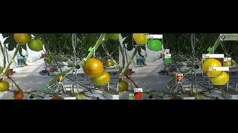 tomato segmentation and tracking_20200702