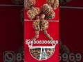 Original Shree Siddha Rudraksha Mala! #shorts #rudrakshamala #shreesiddhamala #shortvideos #viral