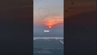 #sunrise #beautifulnature #birds #birdlovers #trending #shortvideo