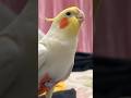 Jerry the cockatiel is singing opera and it’s super cute! 💖🎶🦜 #cockatielscraze
