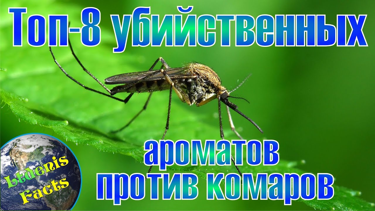 Топ-8 убийственных ароматов против комаров - YouTube