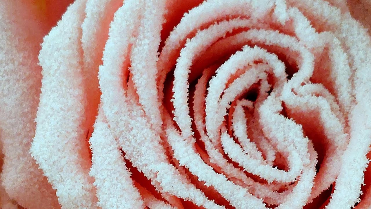 Frost Effect Roses Tutorial Roses Frost - YouTube