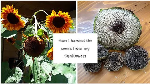 How I dry, harvest & save the seeds from my Sunflower heads - DayDayNews