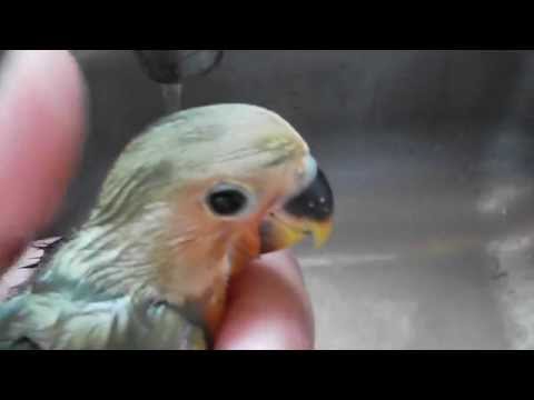 How to quiet down your birds- Lovebird