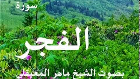 سورة الفجر بصوت الشيخ / مار المعيقلي 89