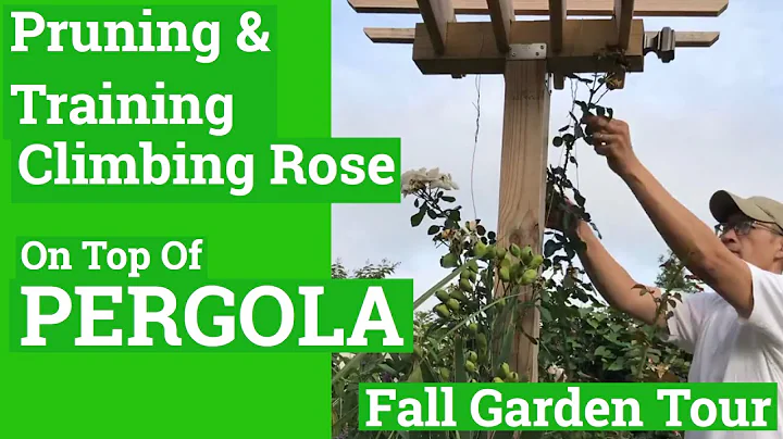 TRAINING CLIMBING ROSE OVER PERGOLA. Buhay Amerika...