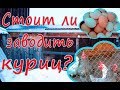 Куры, курятник, мысли в слух!