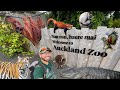 Best zoo in the world  auckland zoo tour  new zealand