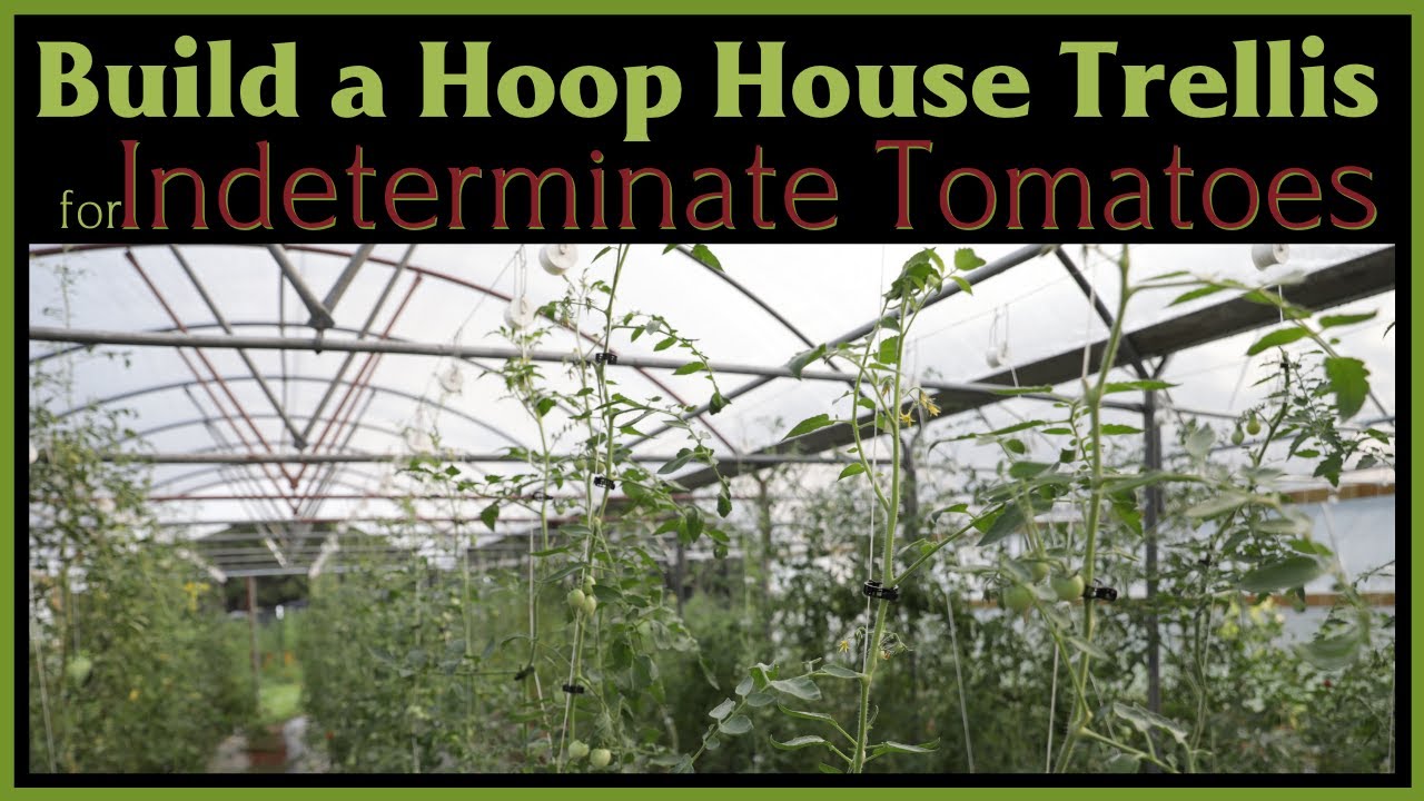 Trellising Indeterminate Tomatoes in a Hoop House